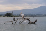 Lago Vittoria