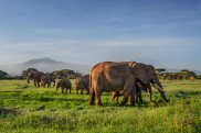 Parco Nazionale di Amboseli