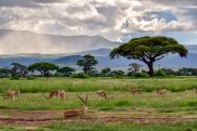 Parco Nazionale dello Tsavo