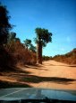 Baobab lungo la pista