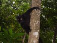 Lemure selvatico nella riserva di Lokobe