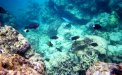 Barriera corallina