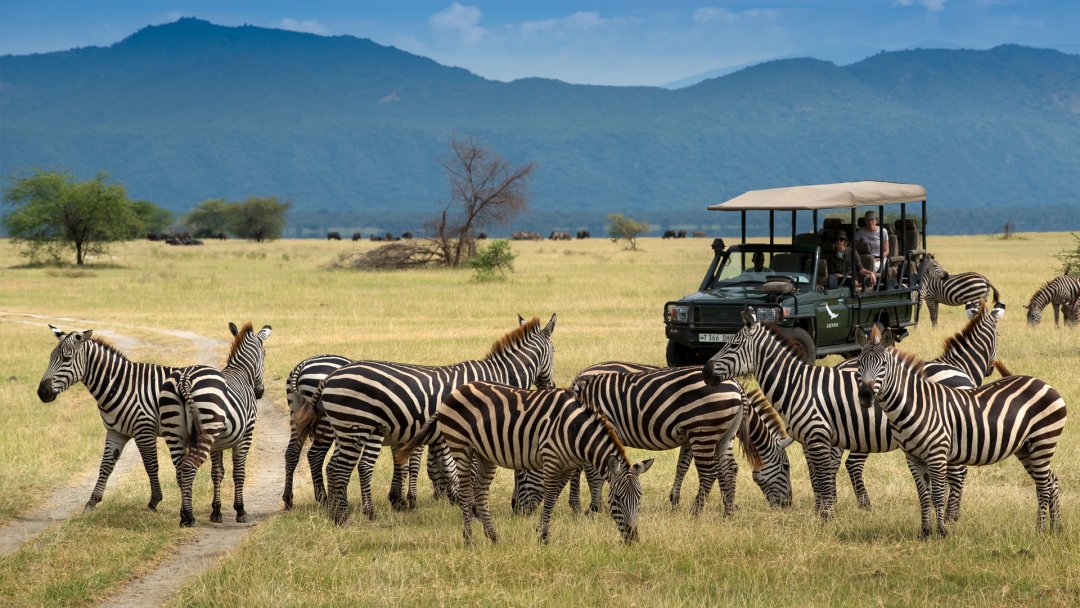 Un branco di zebre durante un safari
