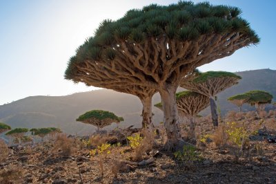 Paesaggio tipico di Socotra