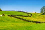 Grasslands in Kentucky