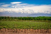 Mendoza, Vigneti