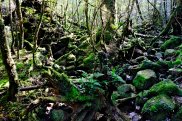 Yakushima