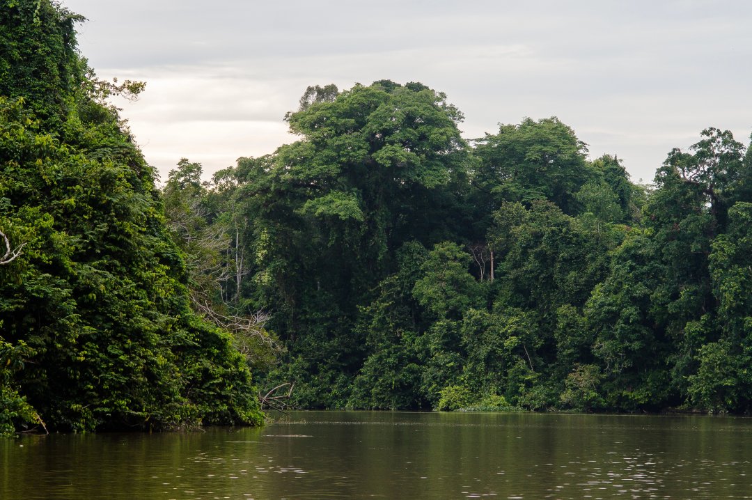 Forest in Borneo