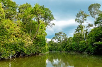 Foresta nel Borneo