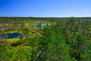 Viru Bog, Panorama da torre di osservazione