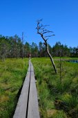 Viru Bog, Passerella di legno