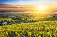 Vigneti nel Beaujolais