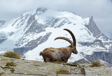 Stambecco nel Parco, foto di Fulvio Spada