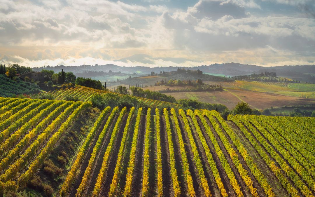 I vigneti del Chianti in Toscana
